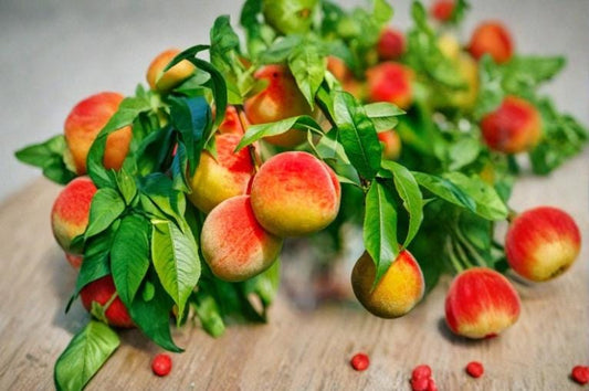 California Peach 7 Cuttings 6" (Prunus persica) Unrooted Fruit Tree