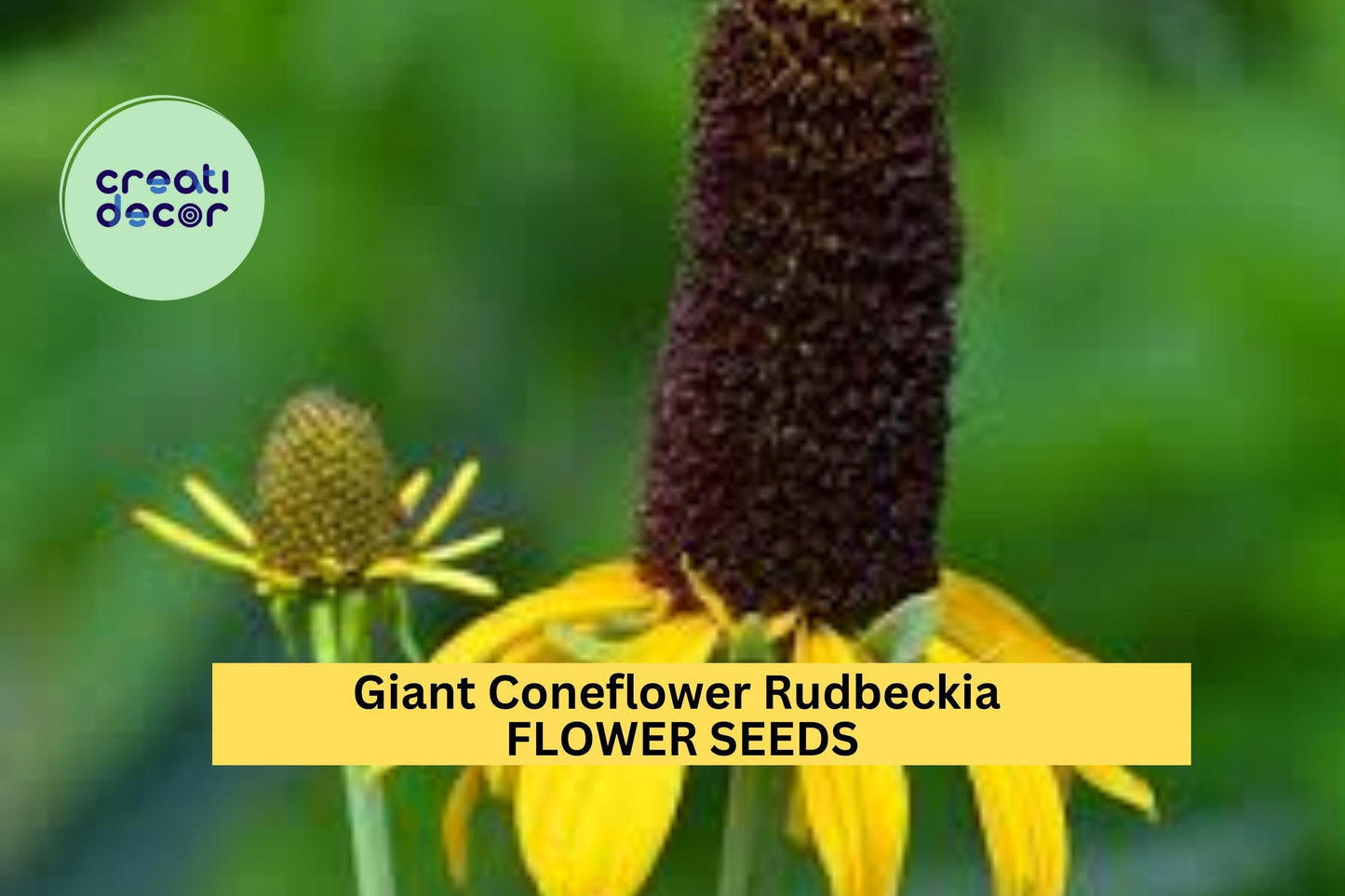 200+ Giant Coneflower Rudbeckia Seeds – Tall Yellow Blooms for Garden Planting, Pollinator-Friendly Native Perennial – USA