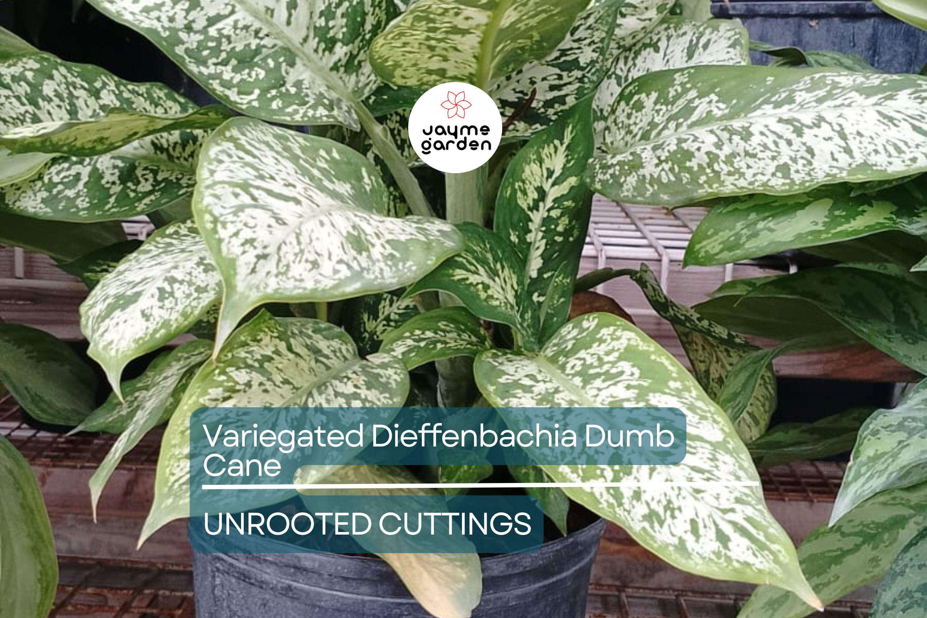 Variegated Dieffenbachia Dumb Cane Live Cutting | Rare Houseplant | Air-Purifying & Fast-Growing | 4-8" Fresh Cutting