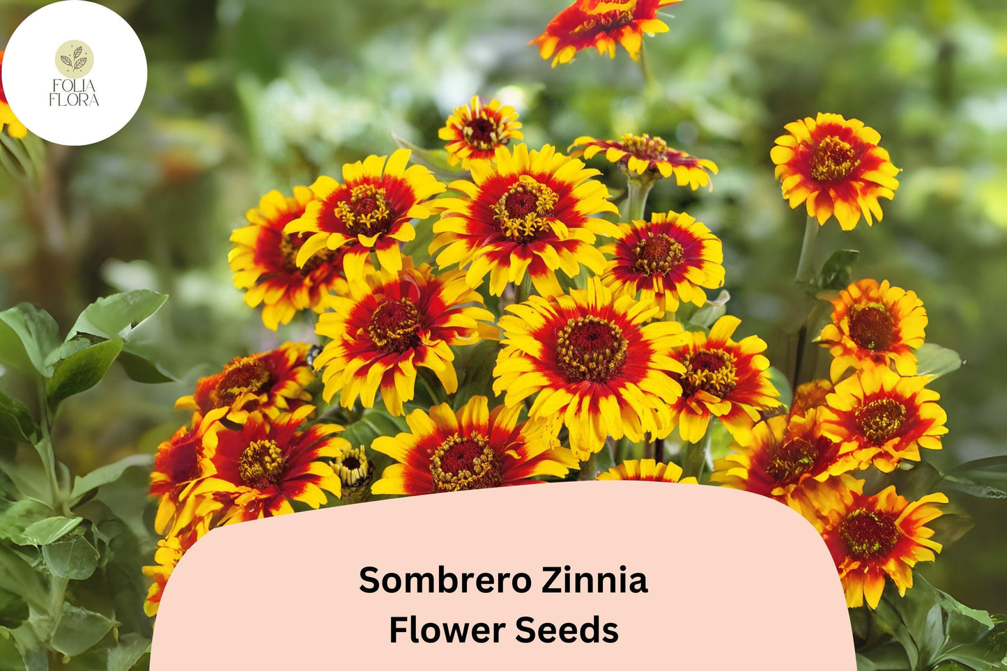 Sombrero Zinnia Seeds: Heirloom Non-GMO Annual Flowers