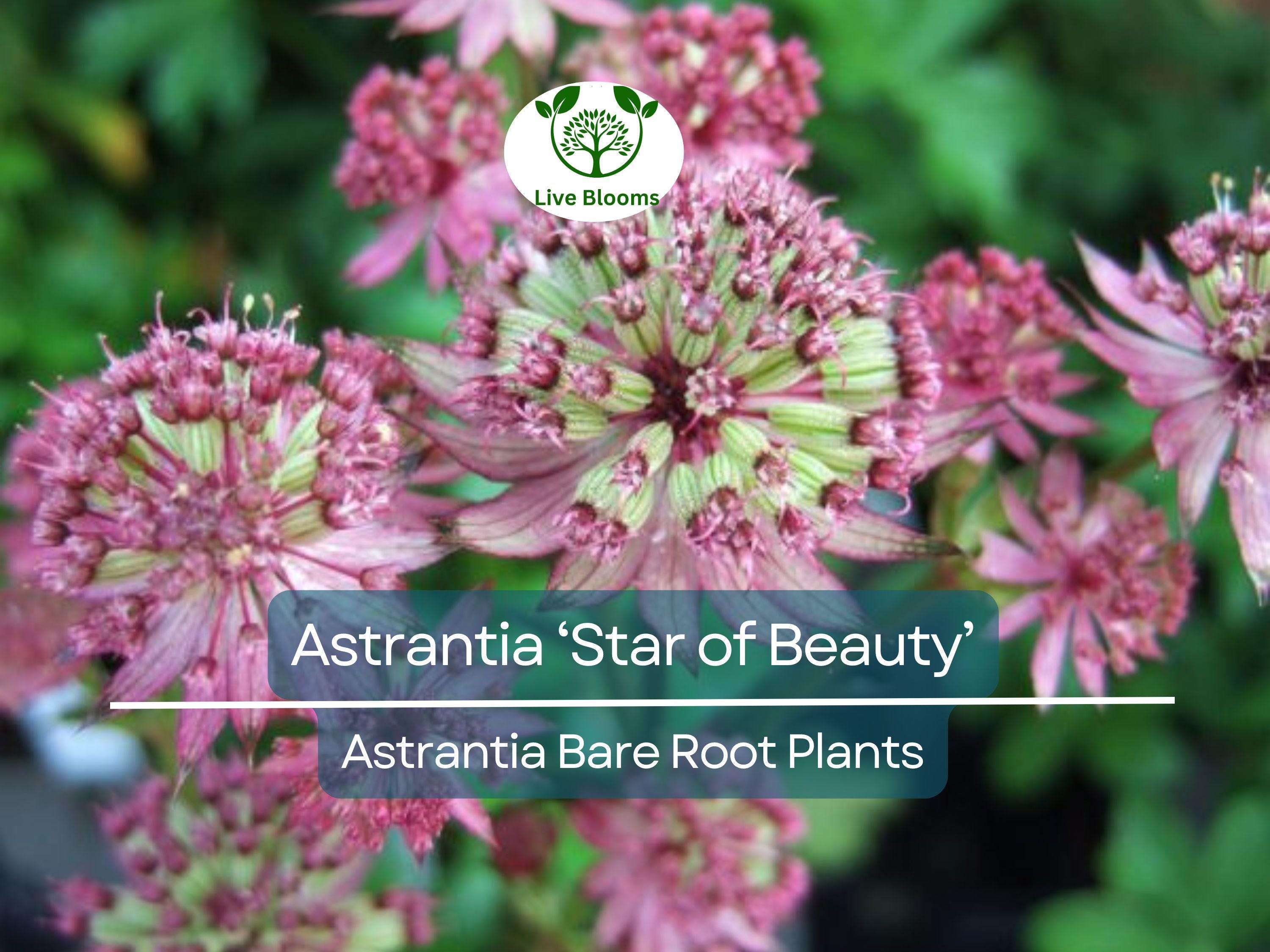 1 Astrantia ‘Star of Beauty’ – Bare Root Plant – Unique Shade Perennial – Summer Blooming Flower for Pollinator & Woodland Gardens