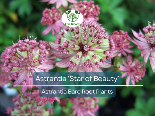 1 Astrantia ‘Star of Beauty’ – Bare Root Plant – Unique Shade Perennial – Summer Blooming Flower for Pollinator & Woodland Gardens