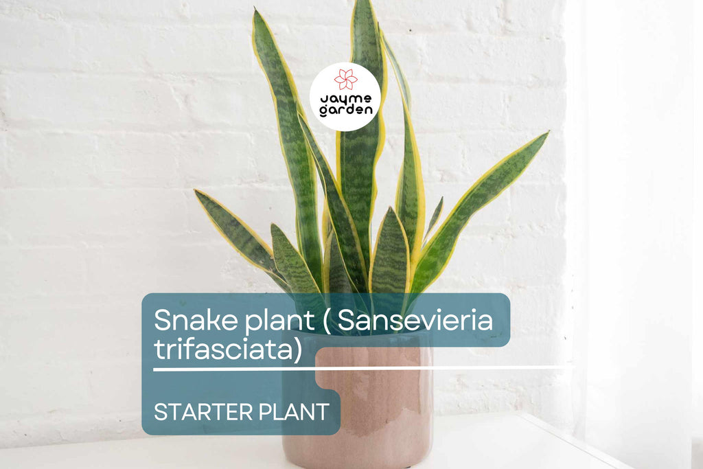 Snake Plant Starter (Sansevieria trifasciata) – Easy Care, Air-Purifying Indoor Plant with Striking Upright Leaves, Live Plant