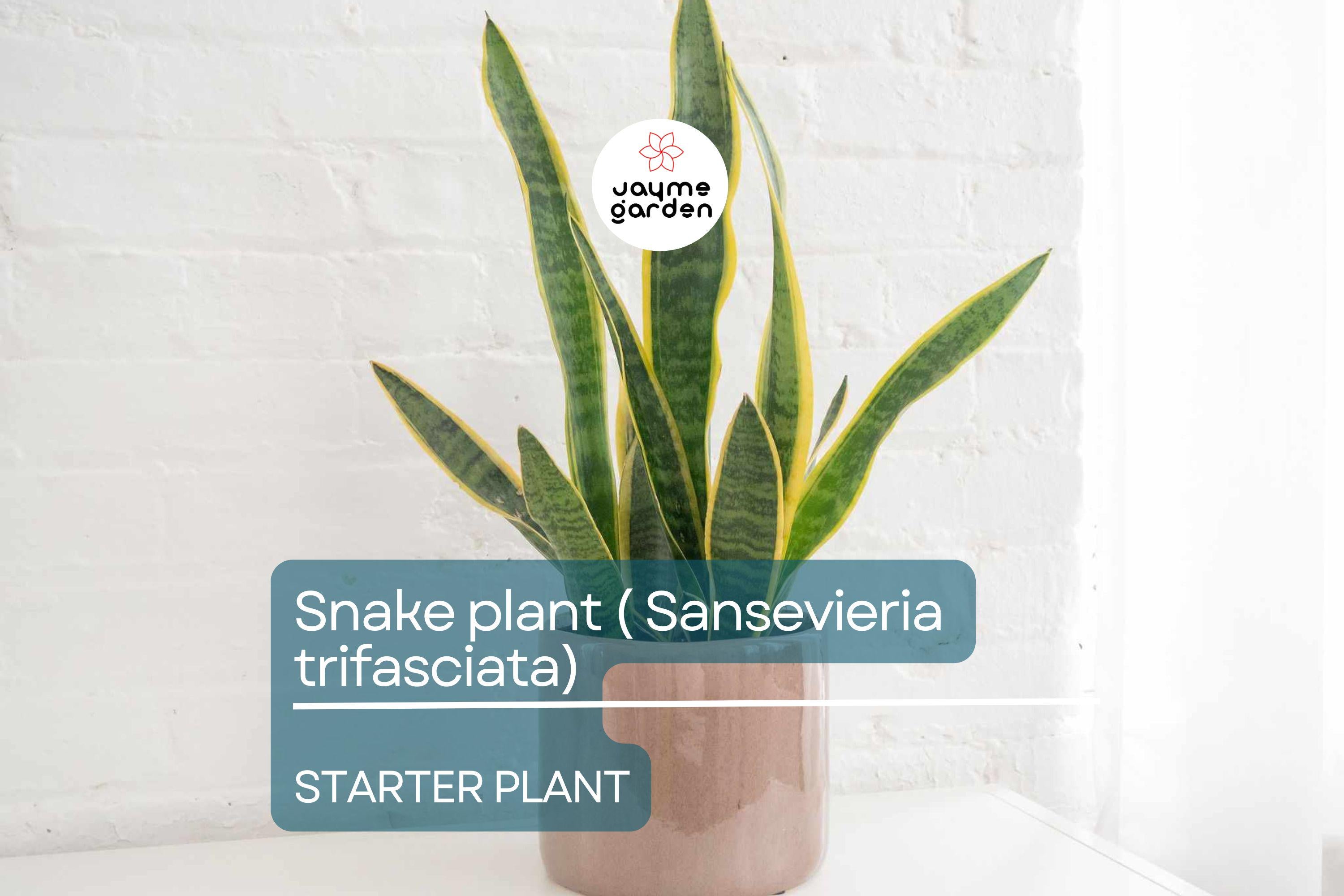 Snake Plant Starter (Sansevieria trifasciata) – Easy Care, Air-Purifying Indoor Plant with Striking Upright Leaves, Live Plant