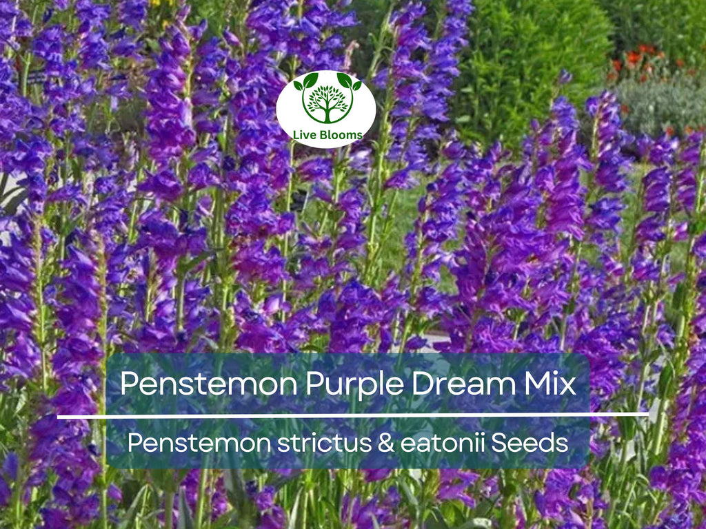 200 Seeds Penstemon Purple Dream Mix, Perennial Beardtongue, Red Flowers, Hummingbird Attracting, Non-GMO, Easy-Grow, Garden & Landscaping