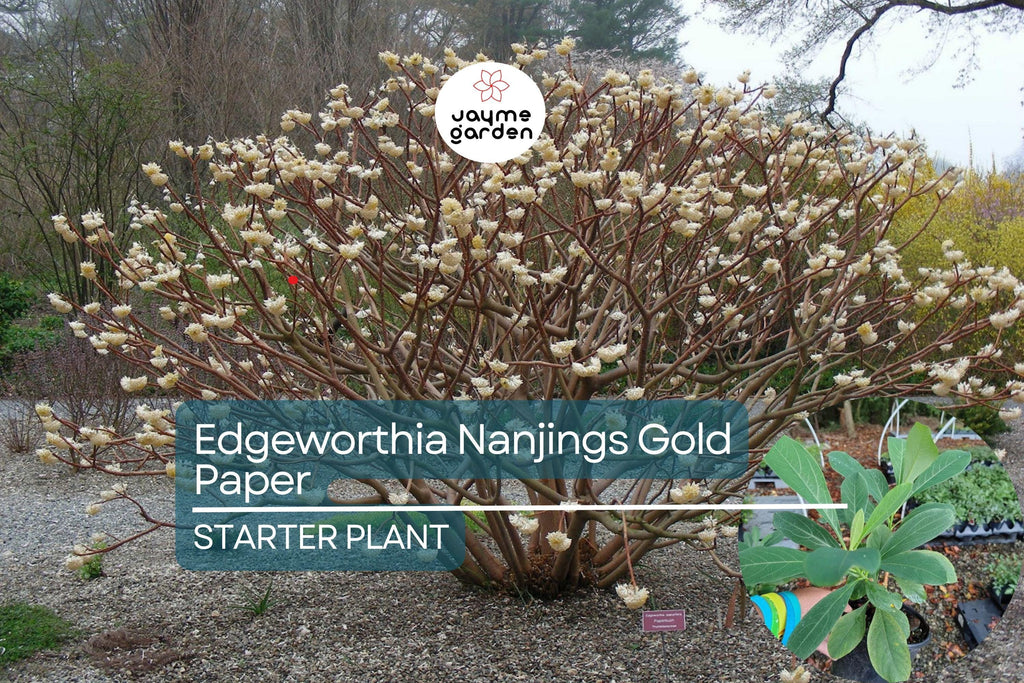 Edgeworthia Winter Gold / Snow Cream Paper Bush | Live Starter Plant | Fragrant Yellow Blooms | Shade Garden Shrub | Zones 7-9