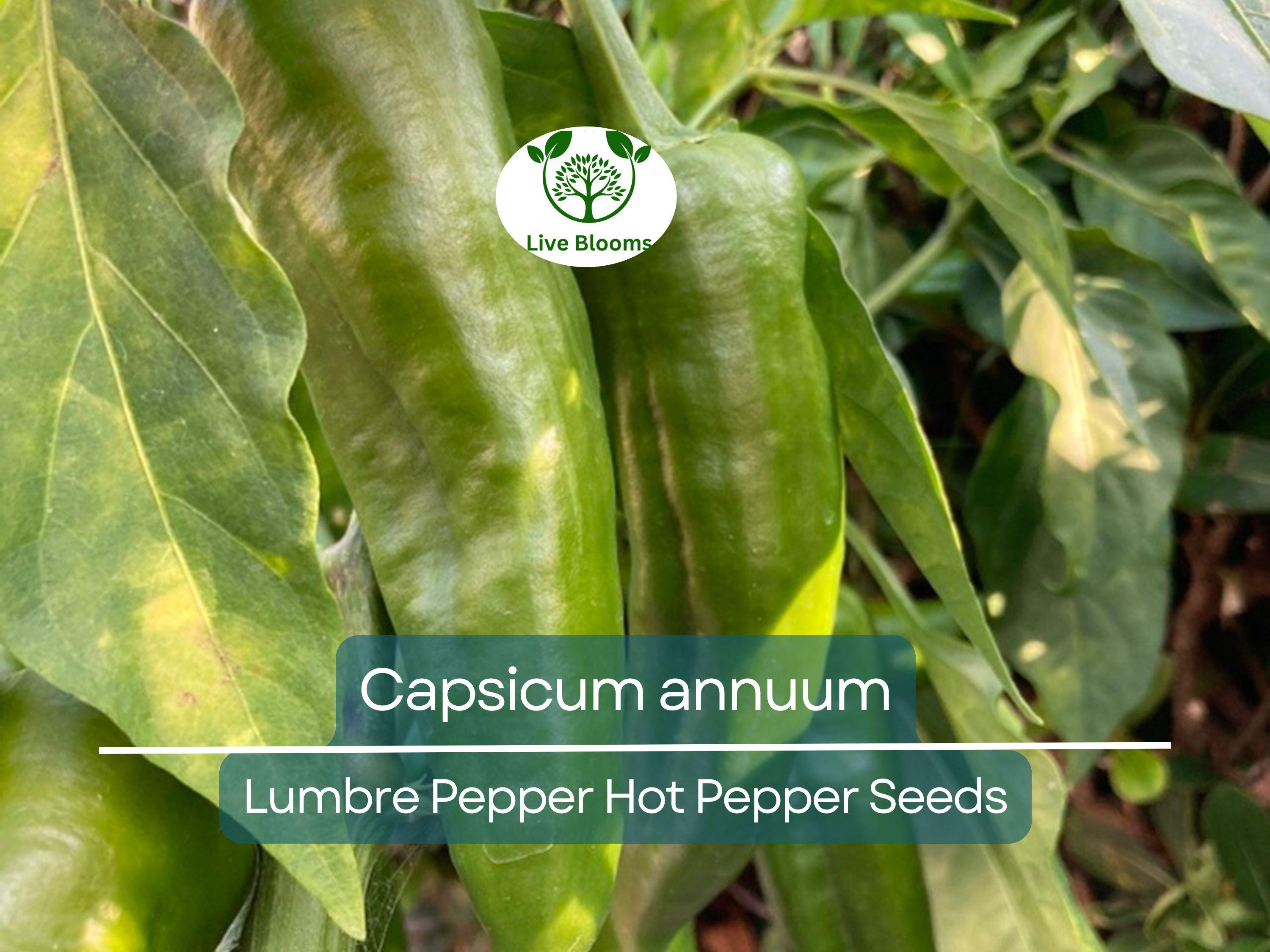 250 mg Seeds Lumbre Pepper – Capsicum annuum | Spicy Hot Pepper Variety for Planting, Gardening & Bold Culinary Harvest