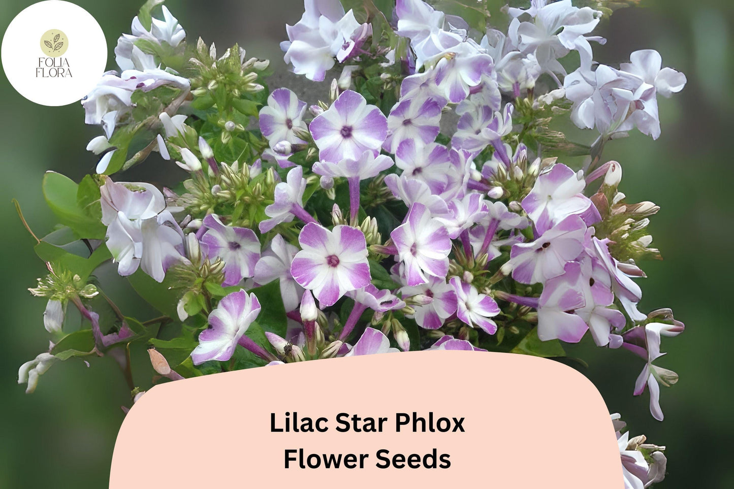 100+ Lilac Star Phlox Seeds – Fragrant Lilac Garden Flowers, Perennial Phlox paniculata