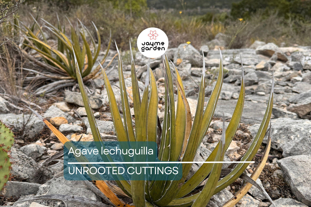 Agave lechuguilla 10 Leaf Cutting – Rare Desert Succulent Starter Plant