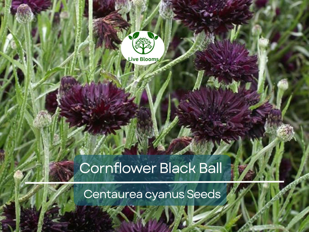 400 Cornflower Black Ball Seeds, Centaurea cyanus, Purple Bachelor Button, Non-GMO, USA Grown, Vibrant Cut Flowers for Garden & Bouquets