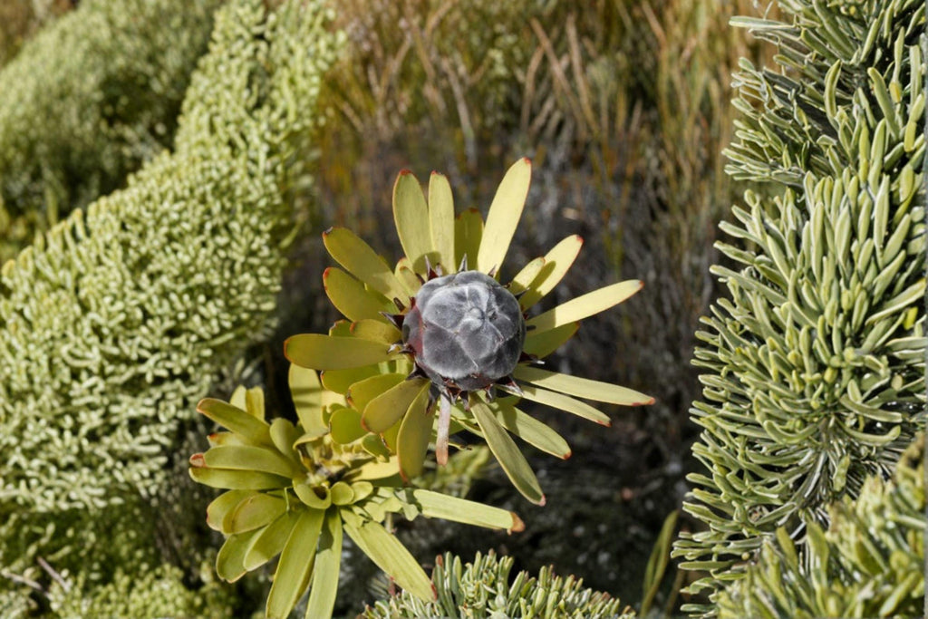 Leucadendron Pubescens Seeds – Rare South African Evergreen Shrub (3 Seeds)