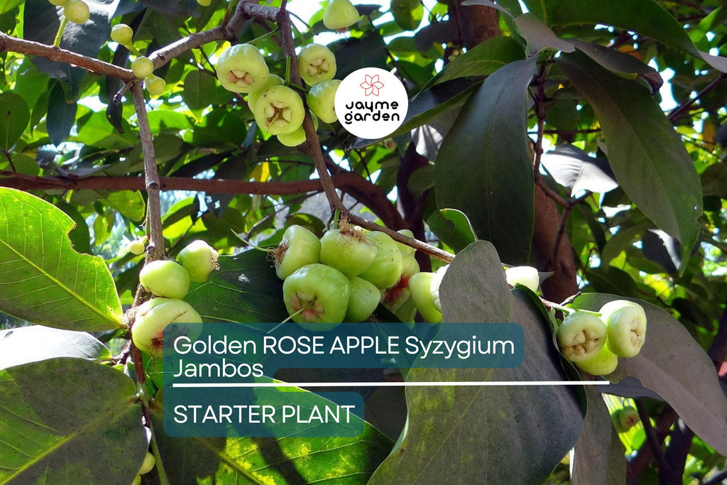 Golden Rose Apple (Syzygium jambos) – Live Rooted Plant, 4”+ Tall, Tropical Fruit Tree