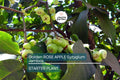 Golden Rose Apple (Syzygium jambos) – Live Rooted Plant, 4”+ Tall, Tropical Fruit Tree