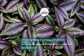 Strobilanthes Dyerianus Persian Shield Live Plant – 4” Tall, Purple Silver Foliage, Heat & Drought Tolerant
