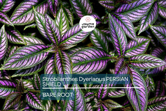 Strobilanthes Dyerianus Persian Shield Live Plant – 4” Tall, Purple Silver Foliage, Heat & Drought Tolerant