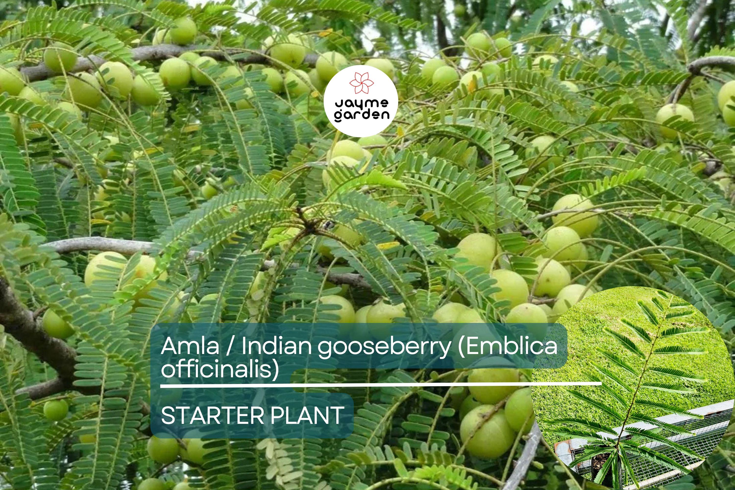 Amla Tree / Indian Gooseberry (Emblica officinalis) – Live 12”-24” Tropical Fruit Tree Rich in Nutrients & Ayurvedic Traditions