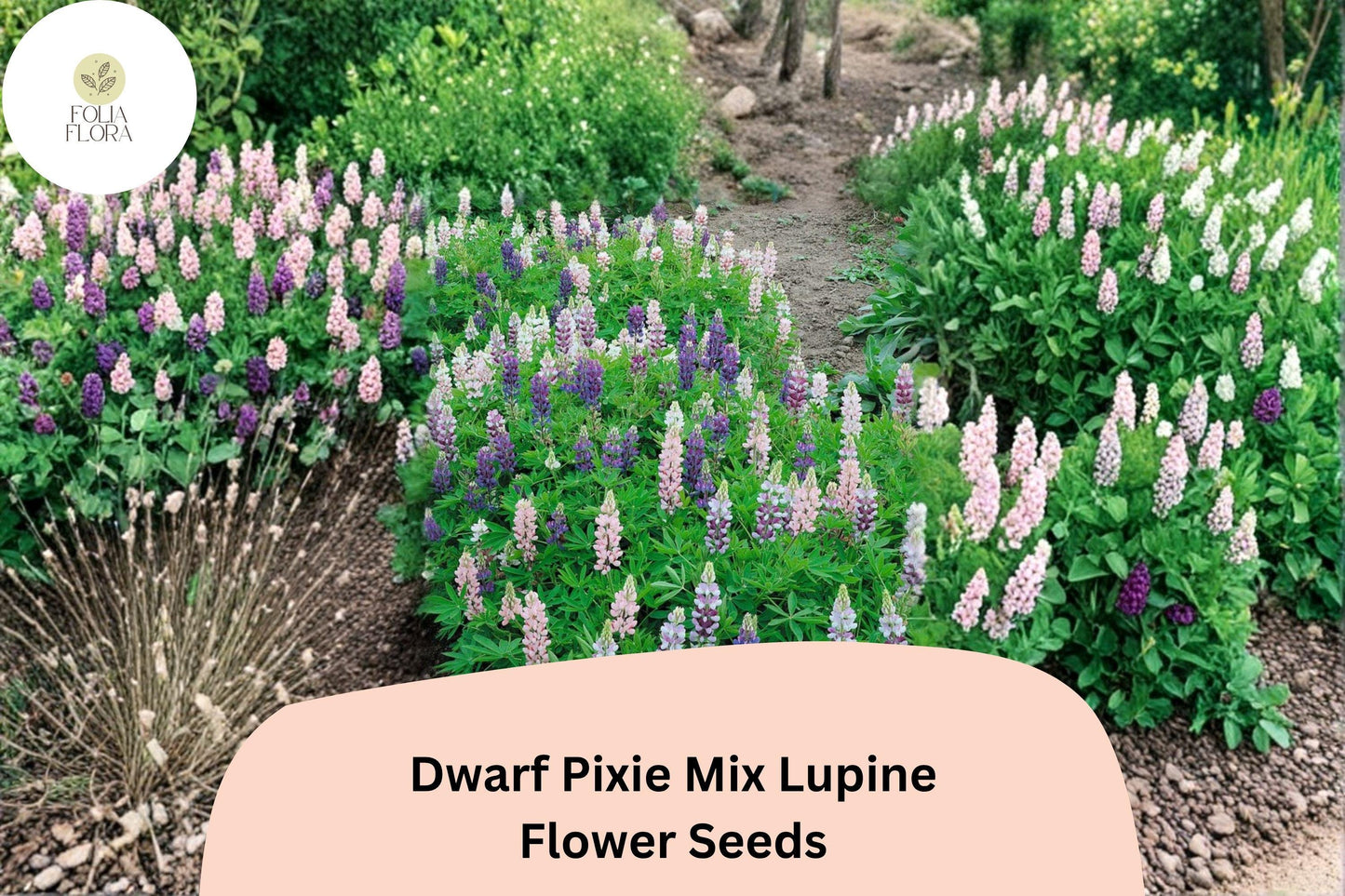 25+ Dwarf Pixie Mix Lupine Seeds | Lupinus nanus | Compact Blooms in Mixed Colors