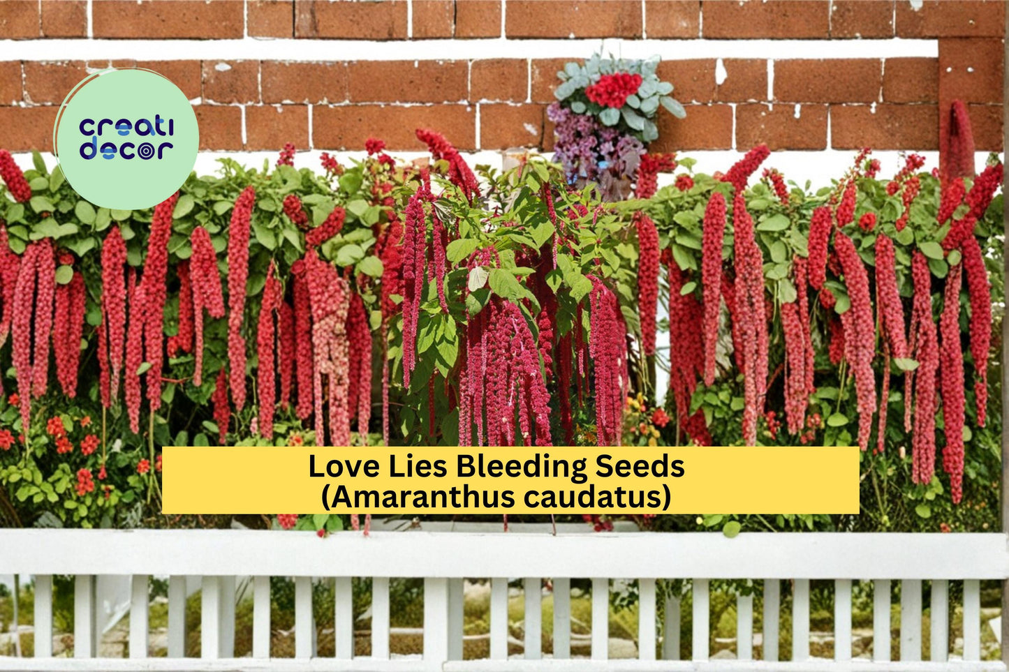 Love Lies Bleeding Seeds Amaranthus caudatus 100 Count Dramatic Red Hanging Flower Garden Plant Seeds