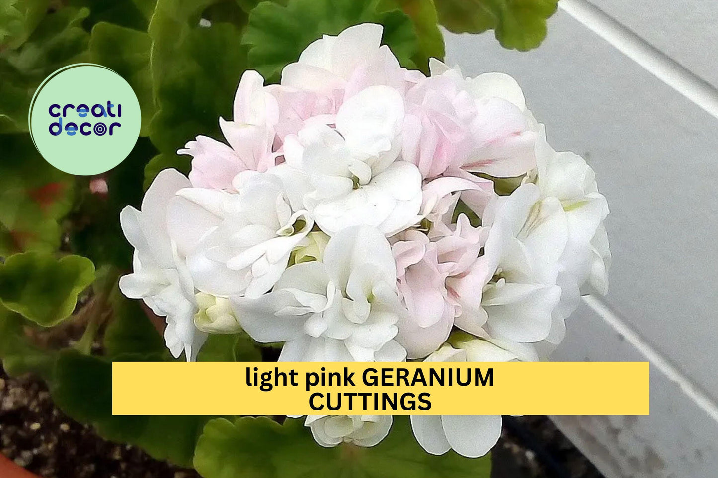 3 White-Pink Geranium Cuttings – 6" Starter Stems | Fresh Pelargonium Cuttings for Planting | Soft Pastel Flowering Garden Plant