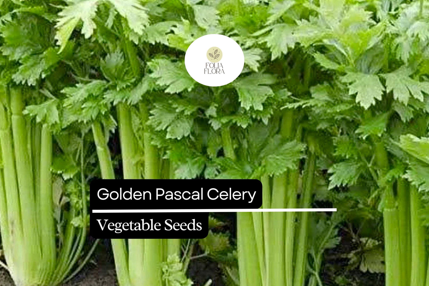 500 Seeds Golden Pascal Celery, Crisp & Sweet Stalks, Heirloom Variety
