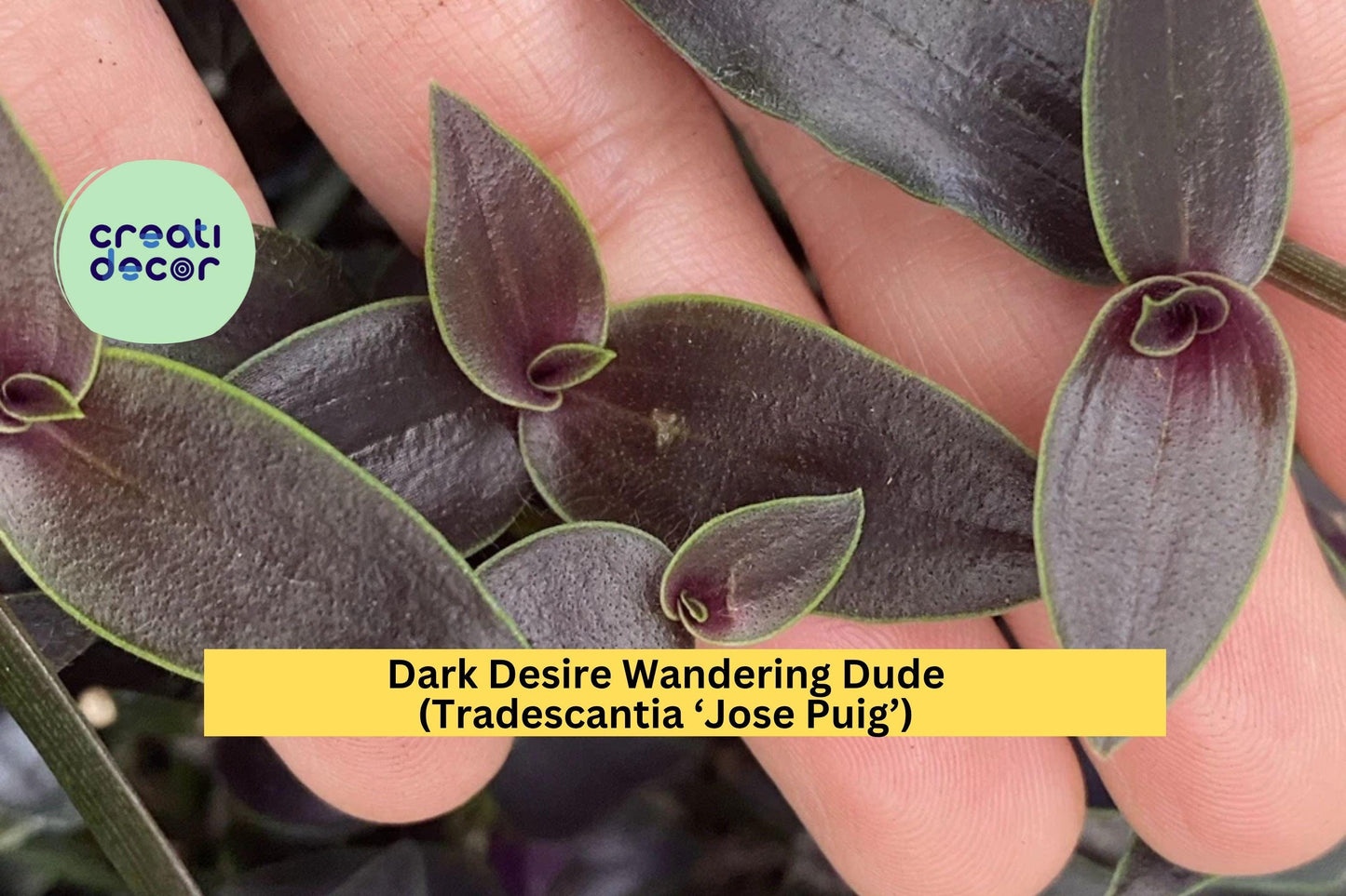 Dark Desire Wandering Dude – Tradescantia Jose Puig – Rare 2 Rooted Cuttings, Purple-Green Variegated Indoor Plant