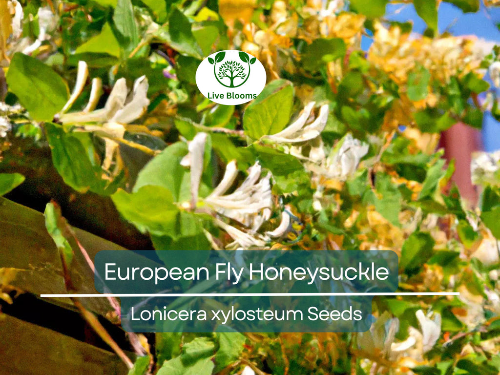 50 European Fly Honeysuckle Vine Seeds, Native Perennial White Honeysuckle Bush (Lonicera xylosteum), Hardy Vine for Garden & Landscaping
