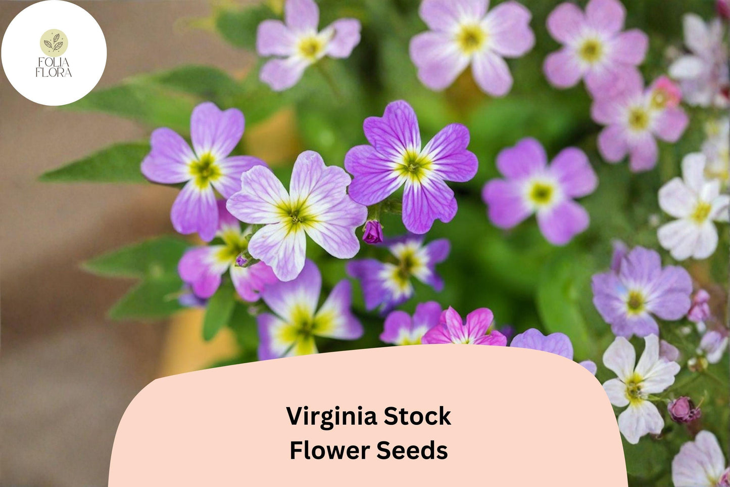 Virginia Stock Seeds – 100 Malcolmia maritima | Easy Grow Annual for Borders, Beds & Cottage Gardens