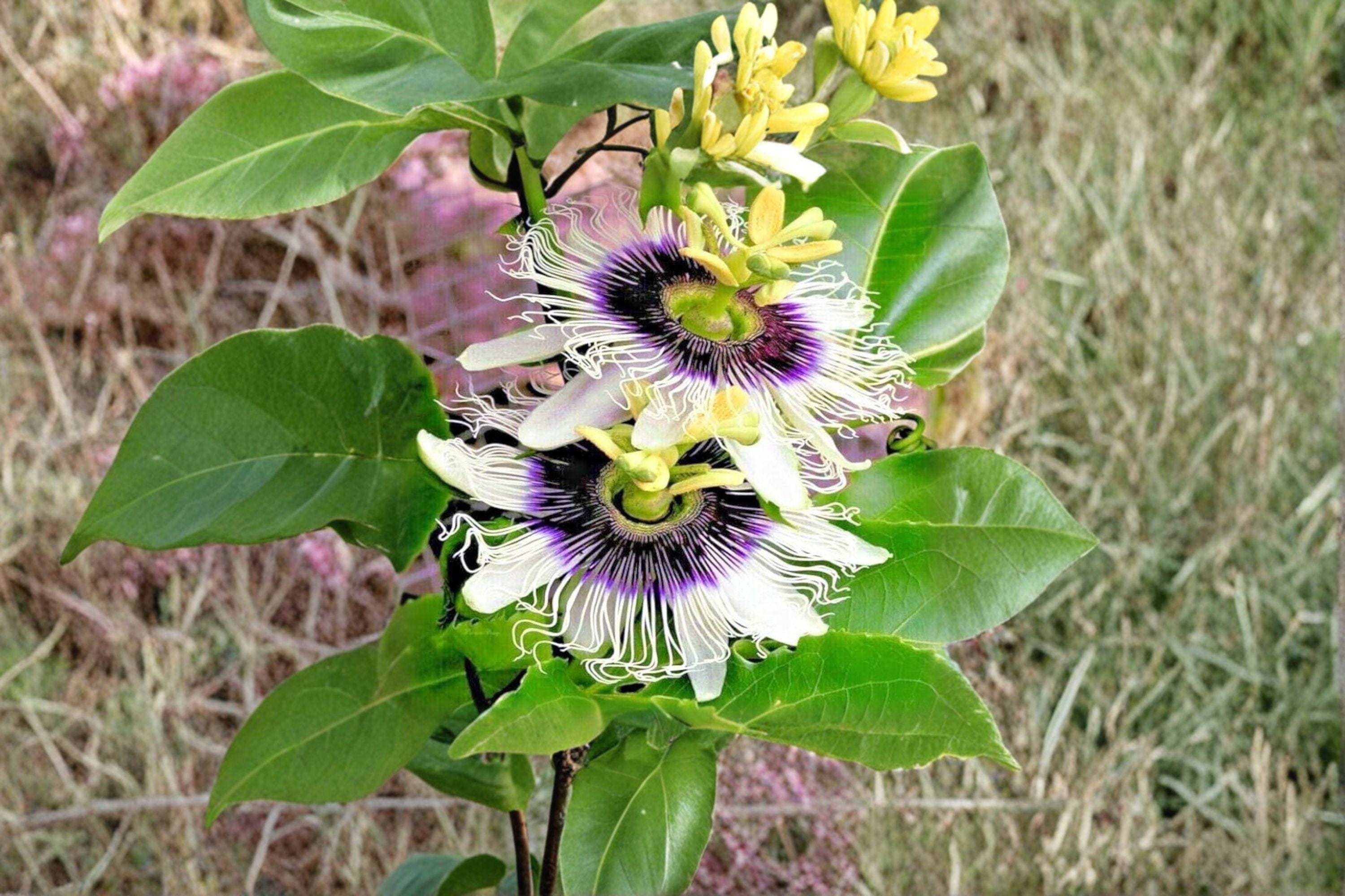 Passion Fruit Vine – Passiflora edulis Seeds | 10 Seeds | Purple Granadilla | Tropical Climbing Plant