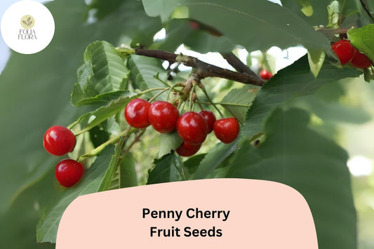 10+ Penny Cherry Seeds – Sweet, Juicy, Cold-Hardy Cherry Tree