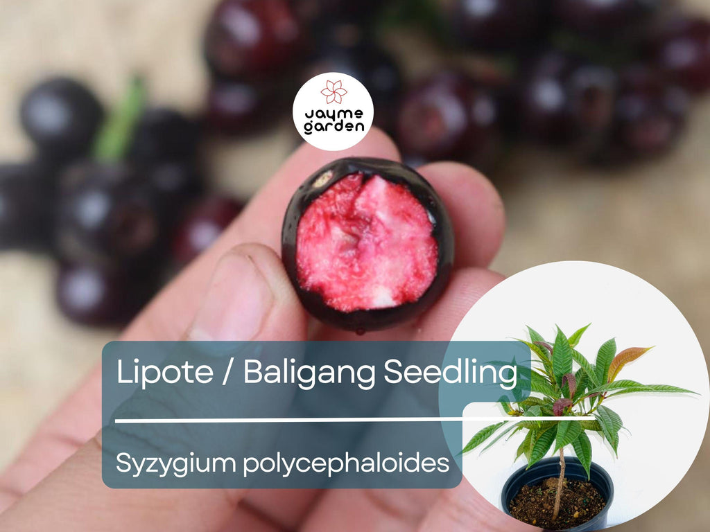 Lipote Starter Plant Seedling (Syzygium polycephaloides) - Baligang Live Tropical Fruit Tree 1′-2′ Tall - Rare Fruit for Garden & Orchard