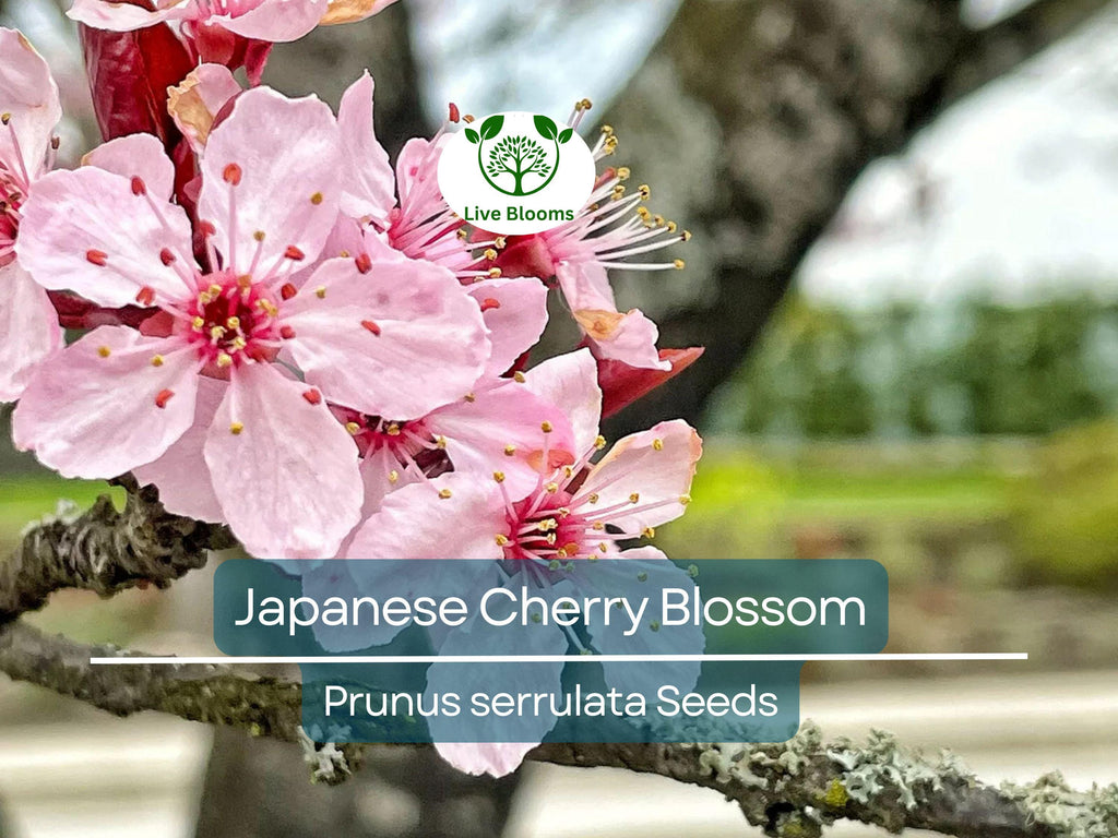 20 Japanese Cherry Blossom Tree Seeds (Prunus serrulata) | Pink Flowering Sakura Bonsai, Beautiful Spring Blooms, Ornamental Tree