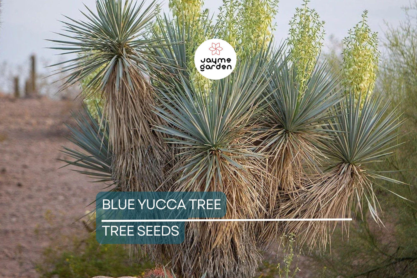 10 Blue Yucca Tree Seeds (Yucca rigida) – Cold Hardy, Rare Agave-Like Plant