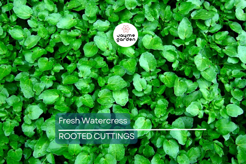 10 Fresh Watercress Cuttings with Roots – Live Vegetable – Ready to Plant – Fast Growing & Nutrient-Rich