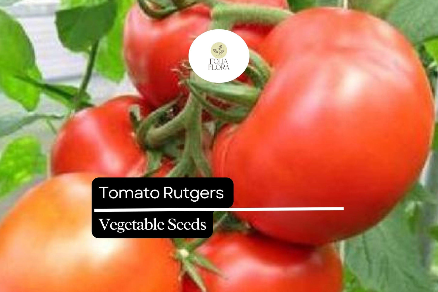 100mg Tomato Rutgers Seeds Solanum lycopersicum | Heirloom Variety, Non-GMO, Ideal for Canning & Fresh Use