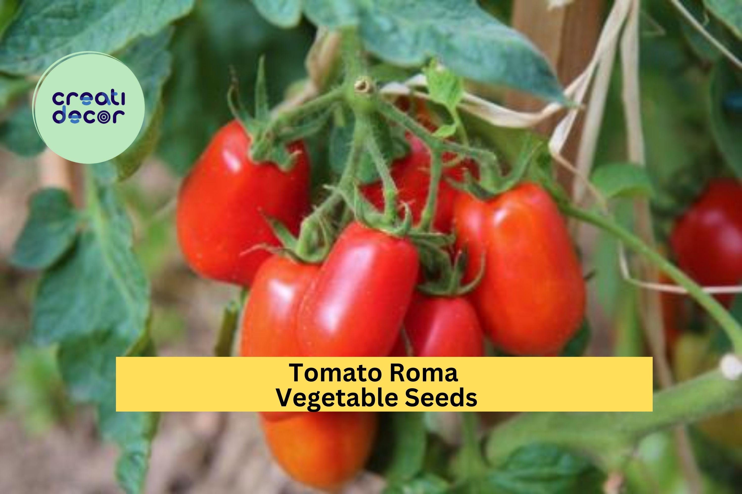 3pcs of 100mg Roma Tomato Seeds – Firm, Meaty Paste Tomatoes for Sauces, Canning, and Home Vegetable Gardening Seeds for Planting