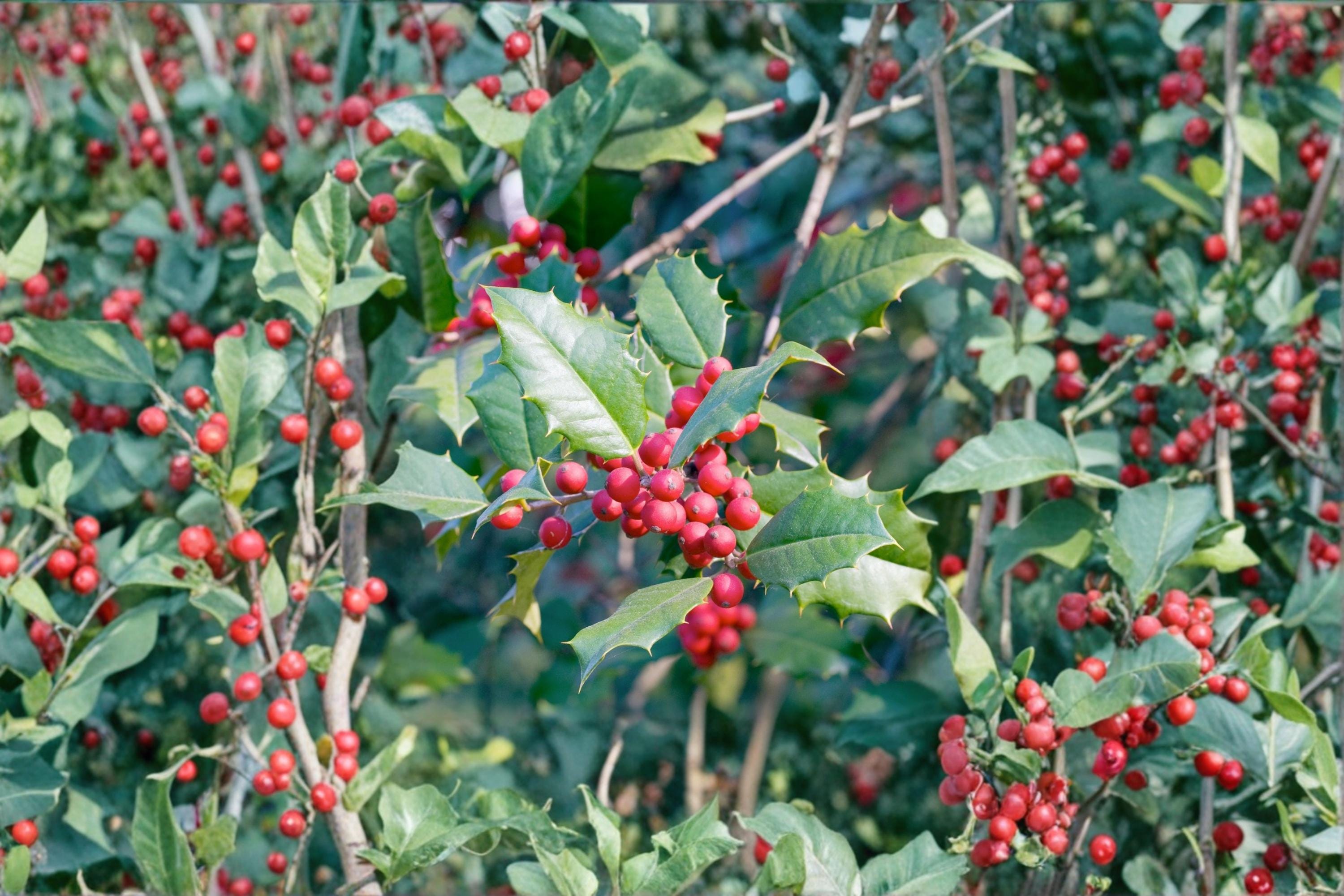 American Holly 10 Cuttings 6-7" (Ilex opaca) Unrooted Native Evergreen Shrub