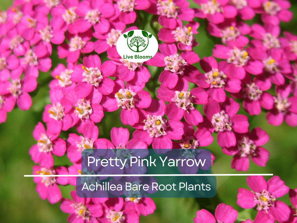 1 Pretty Pink Yarrow Live Plant - Achillea Millefolium Bare Root Perennial - Drought Tolerant Pollinator Garden Flower