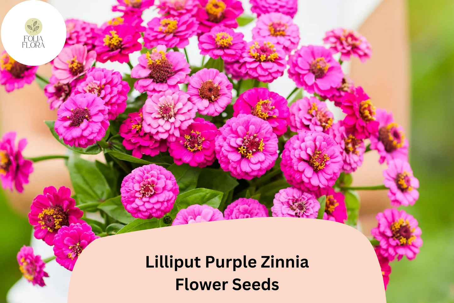 100+ Lilliput Purple Zinnia Seeds – Small Pompon Blooms for Borders, Edges & Summer Gardens