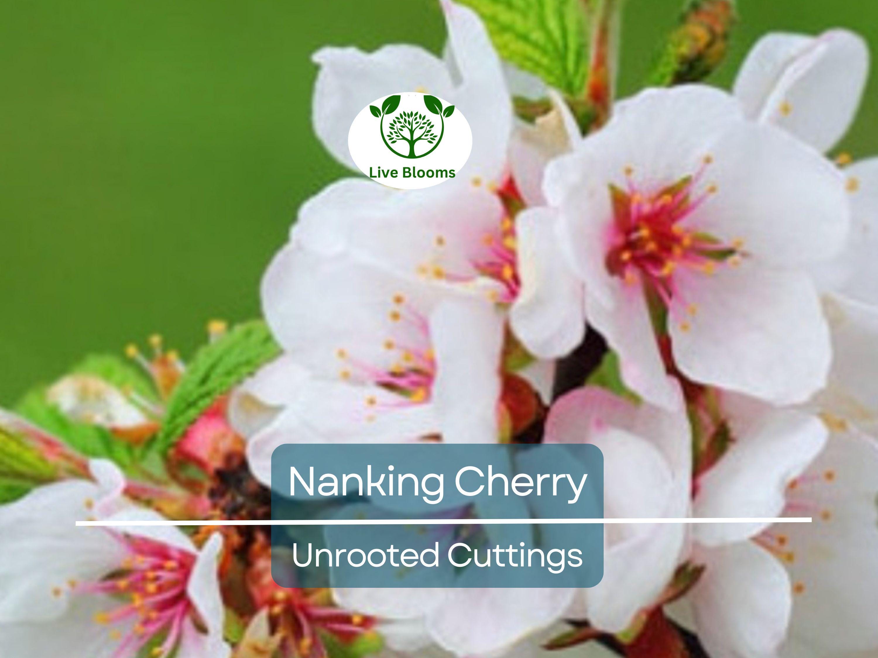 10 Unrooted Nanking Cherry Cuttings (Prunus tomentosa) - 6-8 Inches Long, Hardy Shrub for Fruit, Wildlife, & Landscaping