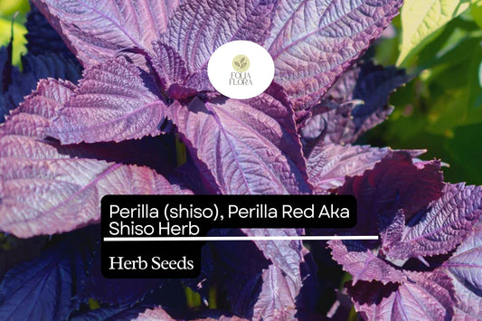 500mg Perilla Red Aka Shiso Seeds Perilla frutescens | Aromatic Herb, Non-GMO, Asian Cuisine, Red Leaves, Wraps, Garnishes & Pickling