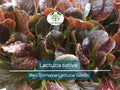 700 Seeds Red Romaine Lettuce – Lactuca sativa | Heirloom Lettuce Seeds for Planting, Gardening & Fresh, Vibrant Harvests