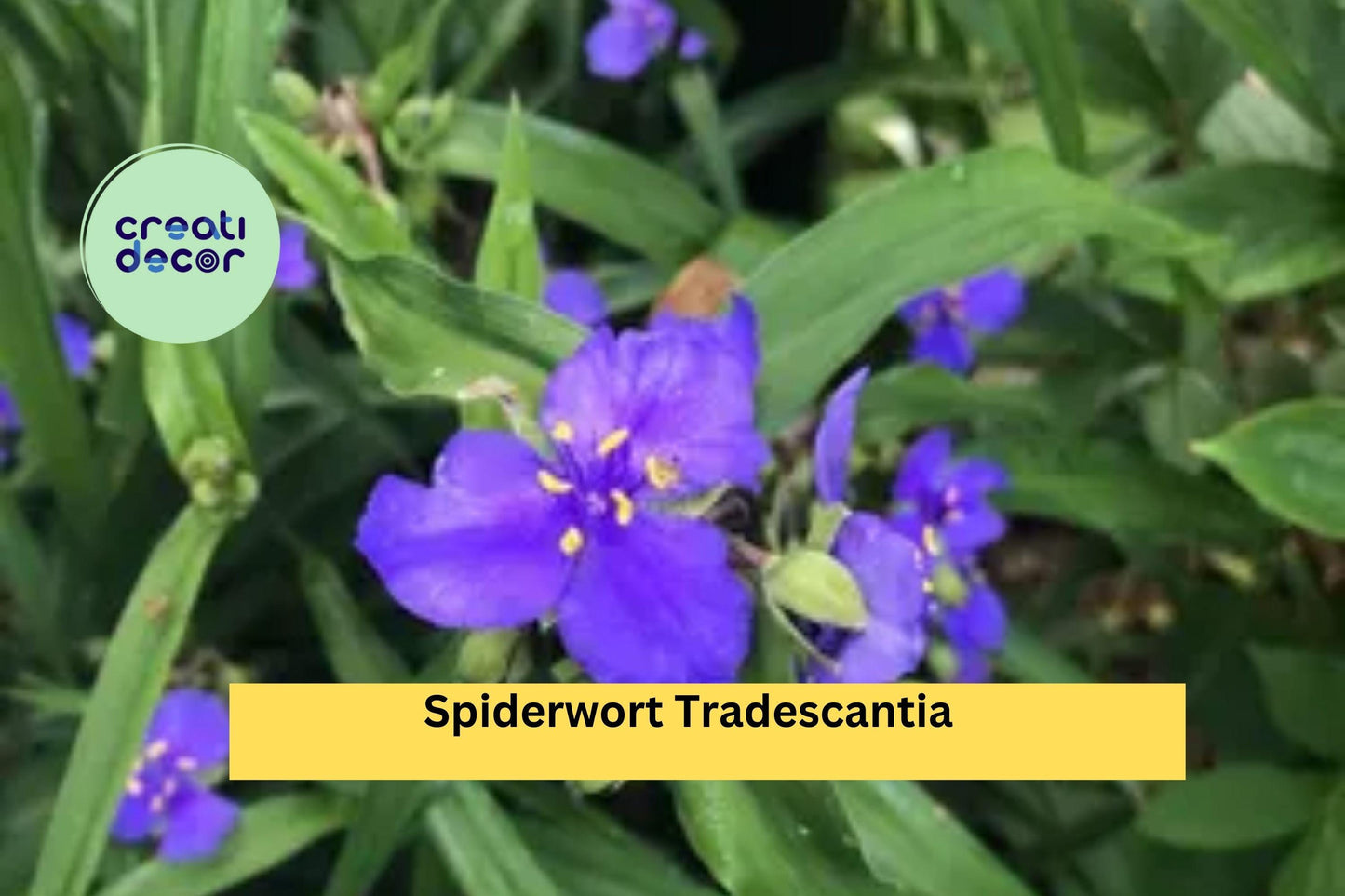 25 Spiderwort Plants – Tradescantia Bare Root Rhizomes, Hardy Perennial with Purple Flowers, Easy to Grow Garden or Border Plants