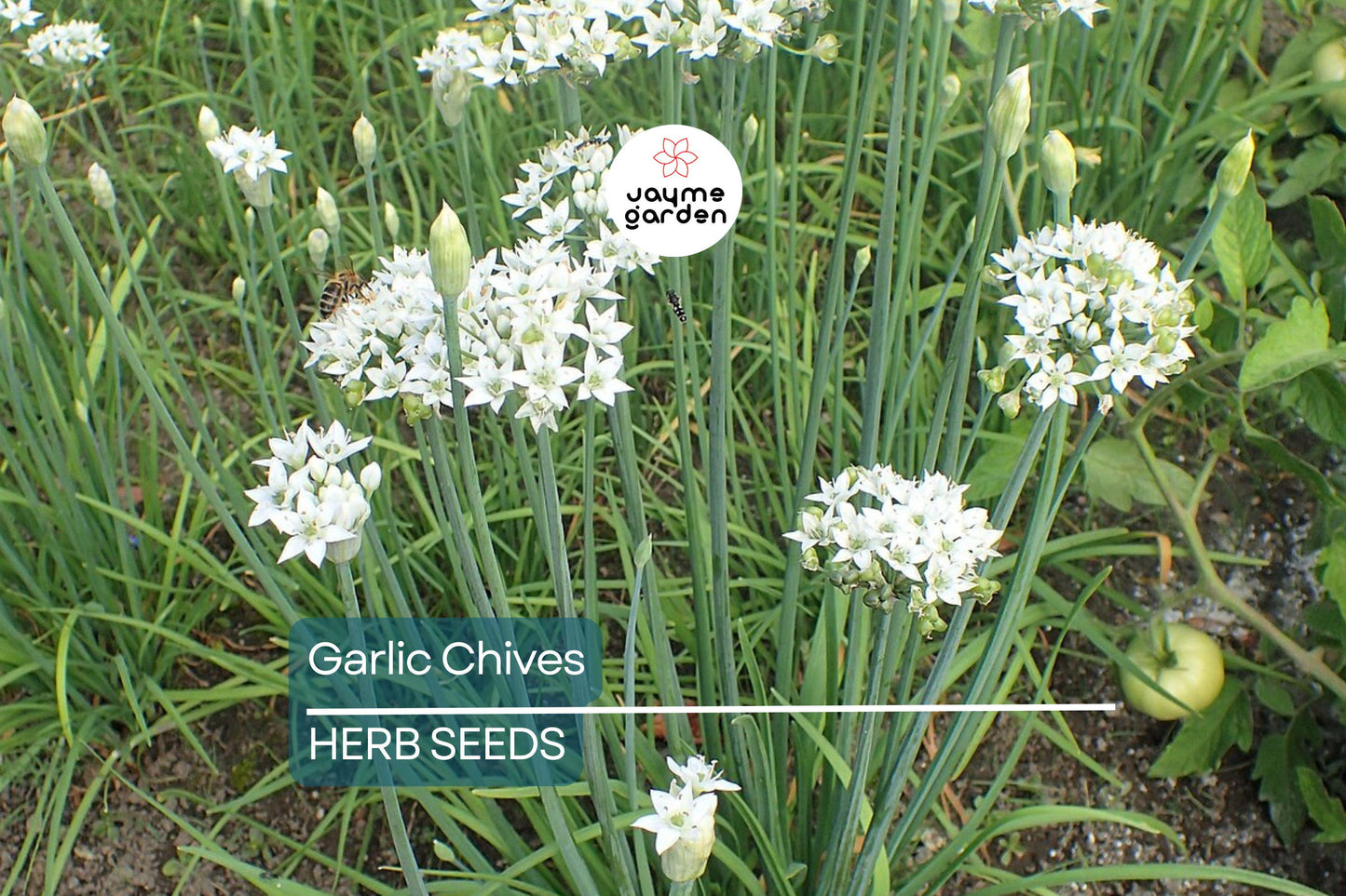 400 Garlic Chives Seeds – Non-GMO, Perennial Herb, Culinary & Ornamental | USA Seller, Free Shipping