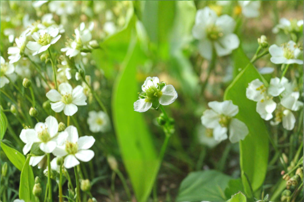 Alisma subcordatum – Mud Plantain 500 Seeds | Native Aquatic Plant | Wetland & Pond Species | Wildlife Friendly