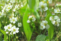 Alisma subcordatum – Mud Plantain 500 Seeds | Native Aquatic Plant | Wetland & Pond Species | Wildlife Friendly