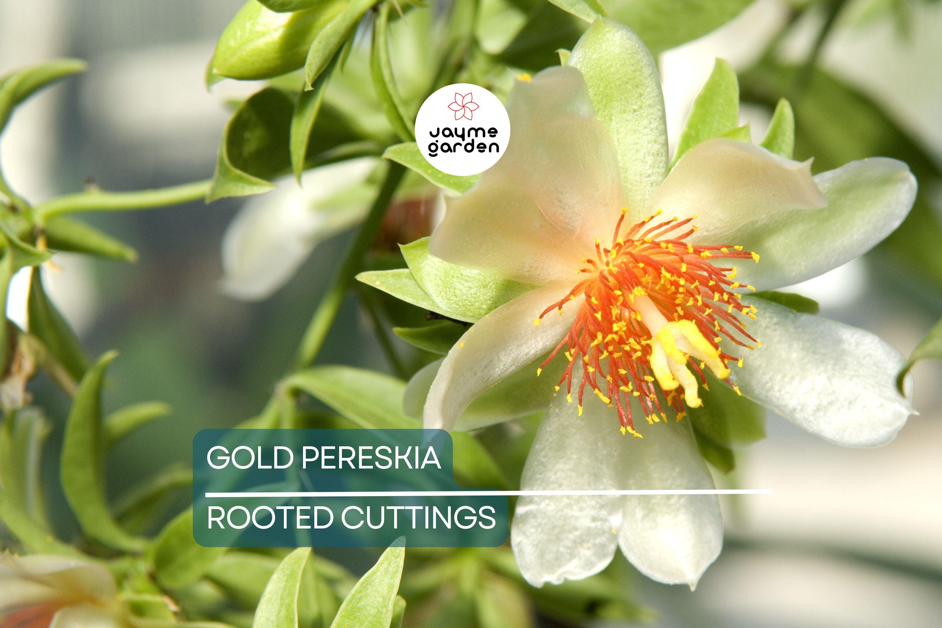 FLOWERING GOLD PERESKIA aculeata Cactus Vine Succulent Plant - 4" Live Rooted Cutting