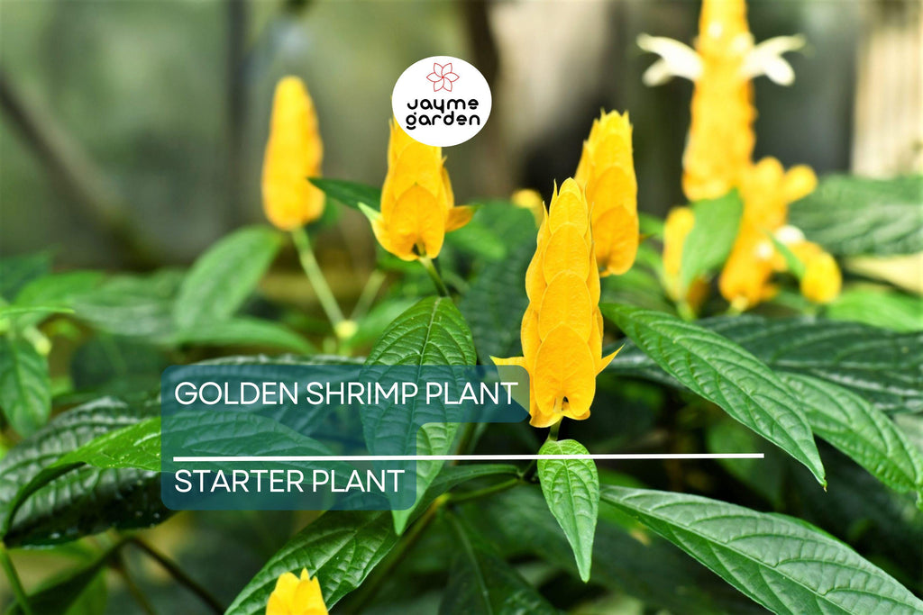 Golden Shrimp Plant Starter - Justicia brandegeana, Pachystachys lutea - Live Rooted Shrub Seedling, Yellow Blooms, Easy Care Plant