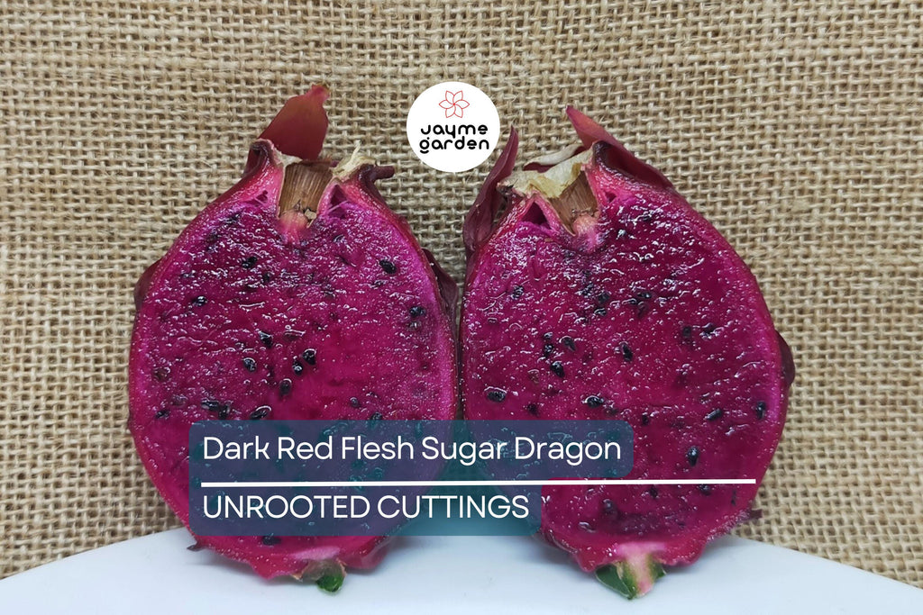 Dark Red Flesh Sugar Dragon Cuttings – 8" to 10" Unrooted Dragon Fruit Cuttings