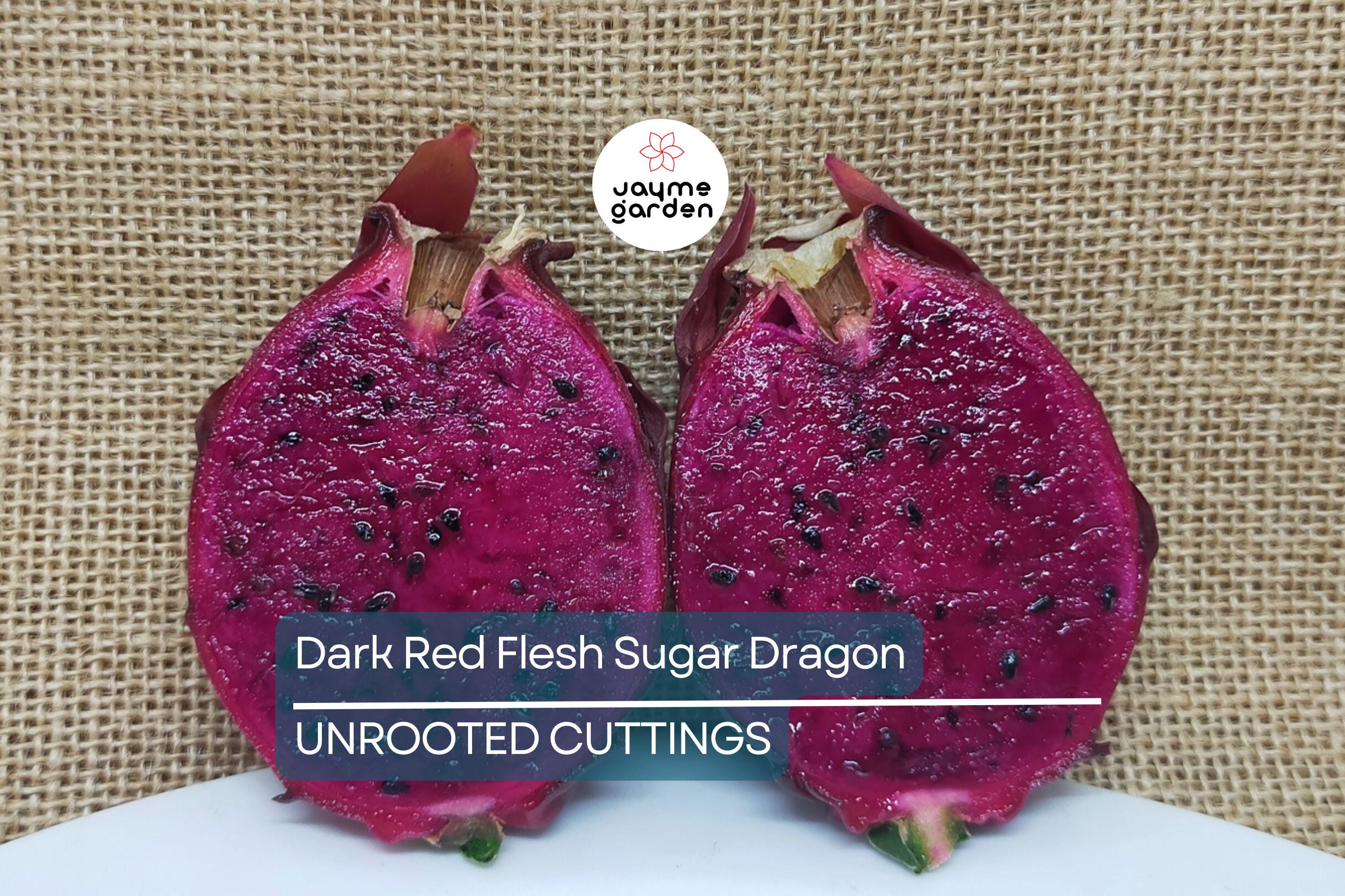 Dark Red Flesh Sugar Dragon Cuttings – 8" to 10" Unrooted Dragon Fruit Cuttings