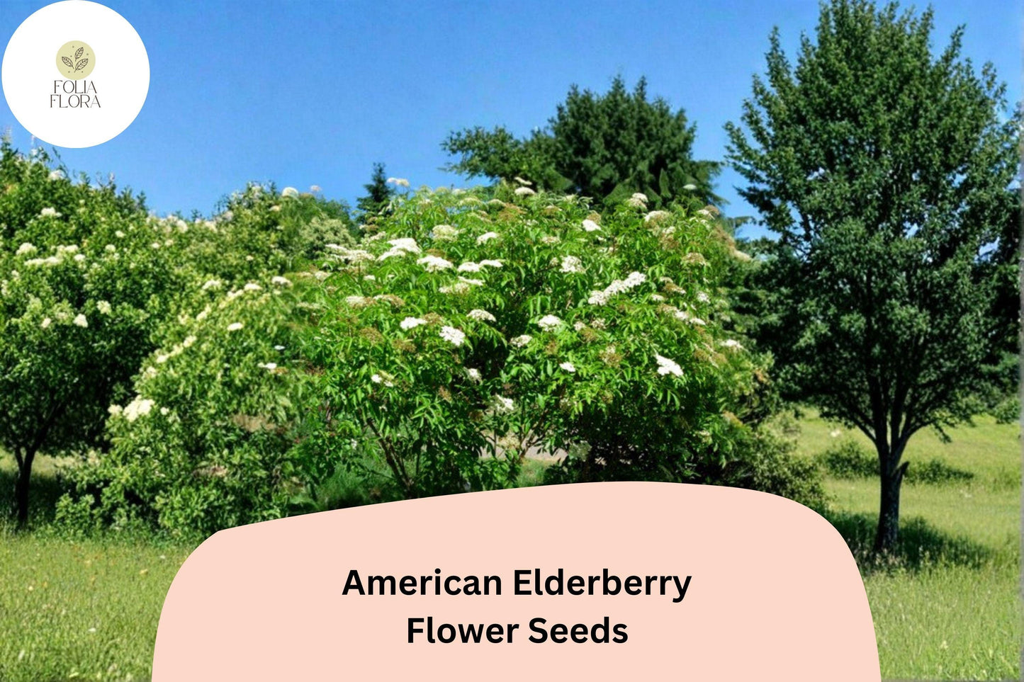 American Elderberry Seeds – 50 Sambucus canadensis | Native Flowering Shrub | Wildlife Garden & Landscape Plant